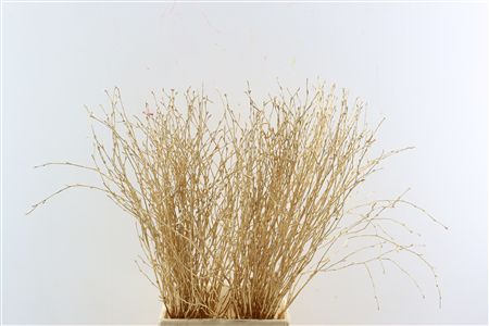 Berk 70cm Antiek Goud Pbs