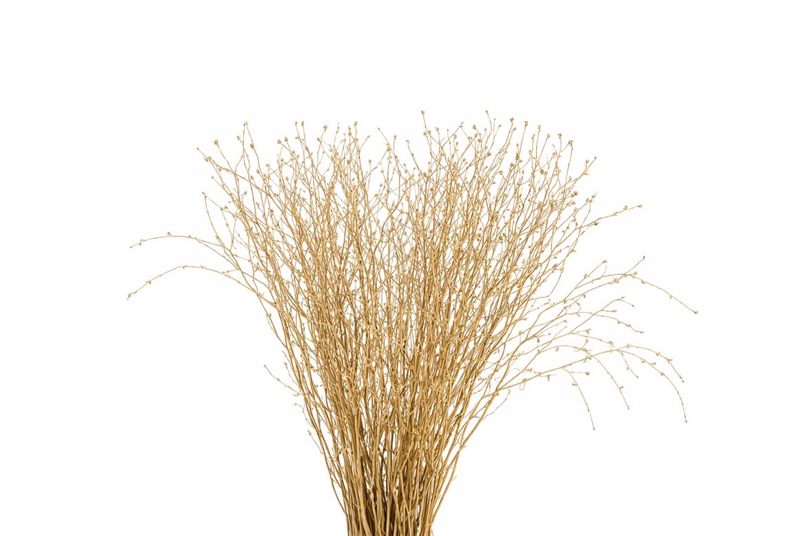 Berk 70cm Antiek Goud Pbs