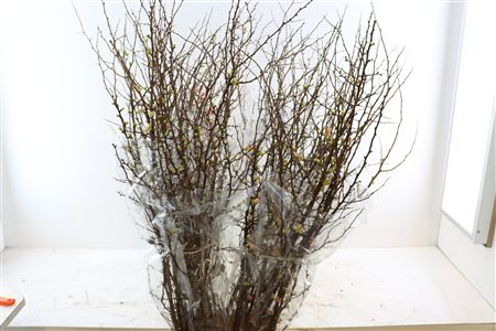 Chaenomeles X Superba 150cm