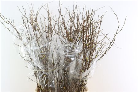 Chaenomeles X Superba 130cm