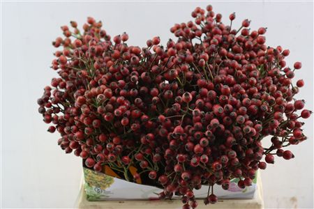 Rosa Magical Autumn Glory 40cm