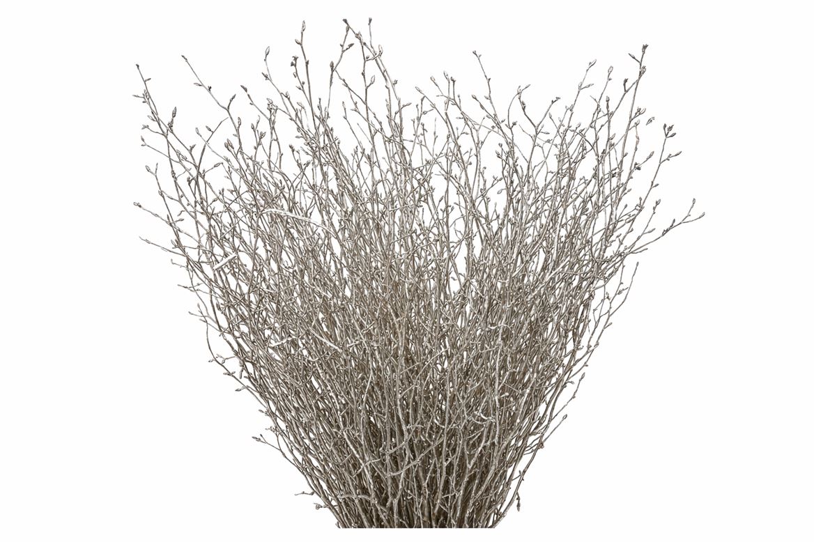 Berk 70cm Champagne Pbs