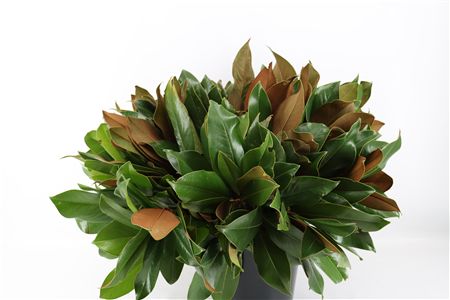 Magnolia Blad P Tak