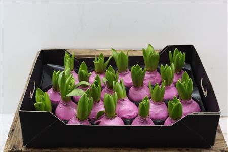 Wax Hyacinth Baby Roze