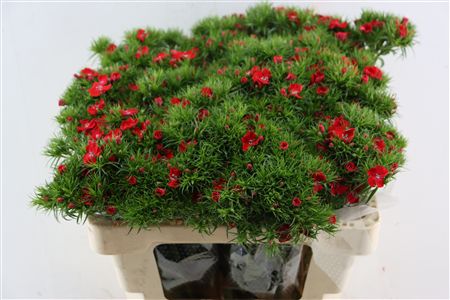 Di Barb Breanthus Amras Red