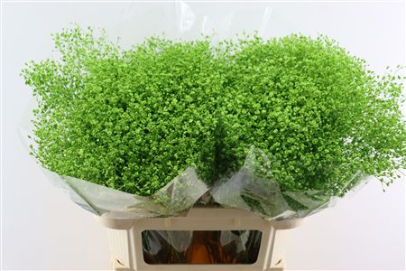 Gyps Grof Apple Green (dip)