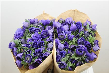 Anem Full Star Deep Blue