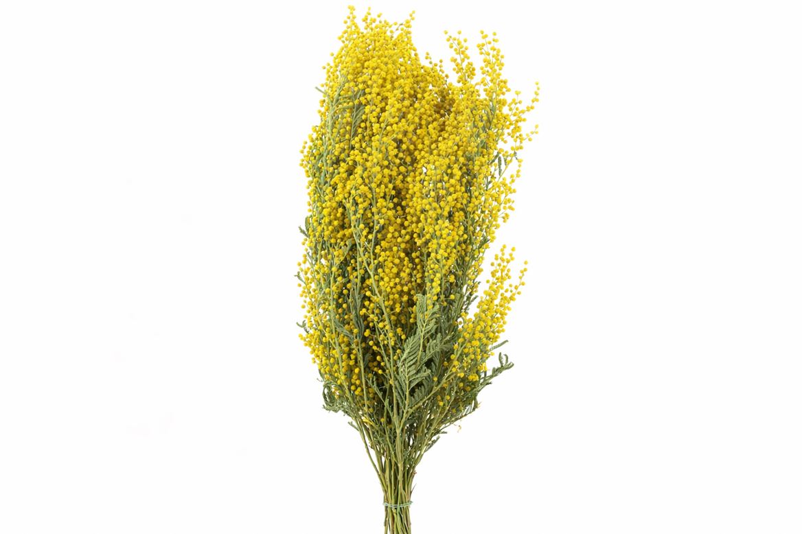 Dried Mimosa Natural 200gr Bunch