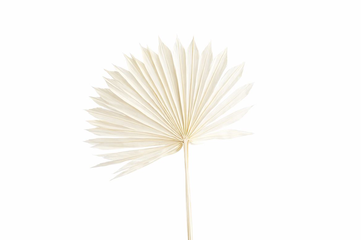 Dried Palm Sun 6pc Bleached Bunch