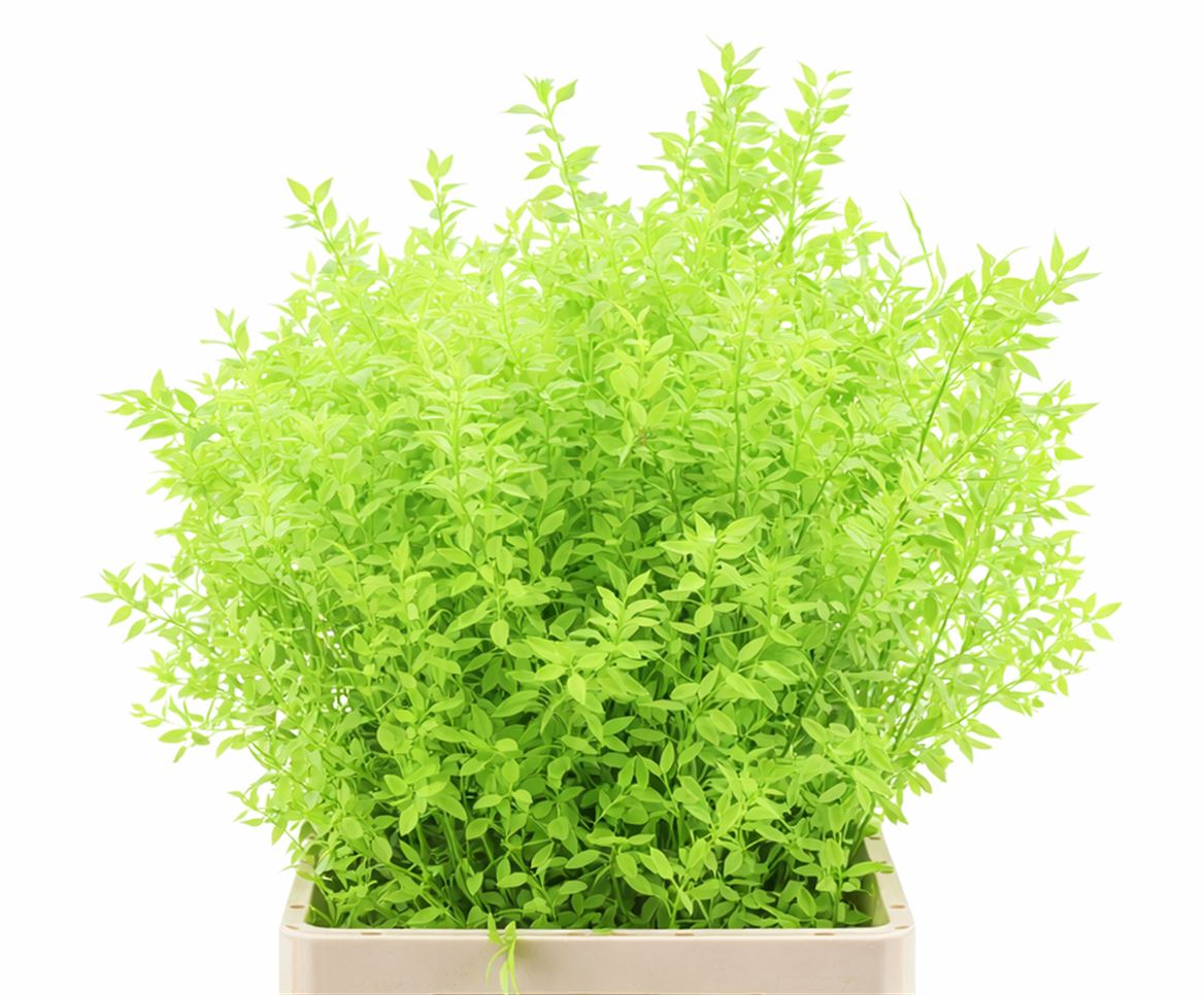 Pres Ruscus Applegreen P Stem