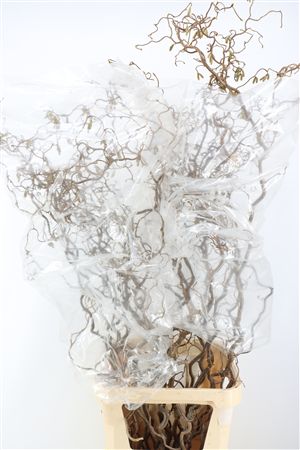 Corylus Avellana Contorta 2 Jarig