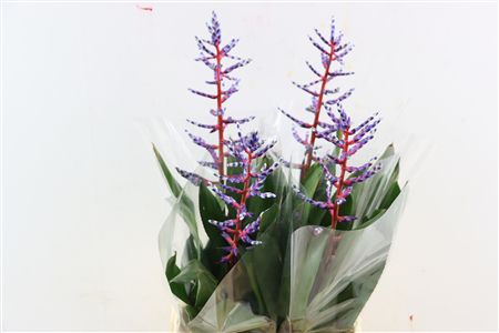 Aechmea Blue Rain