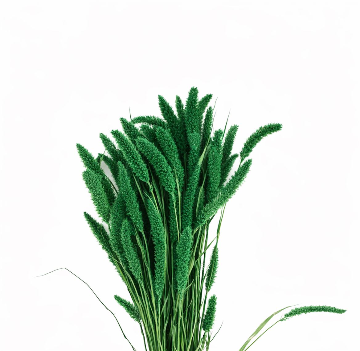 Dried Setaria X5 Dark Green Bunch