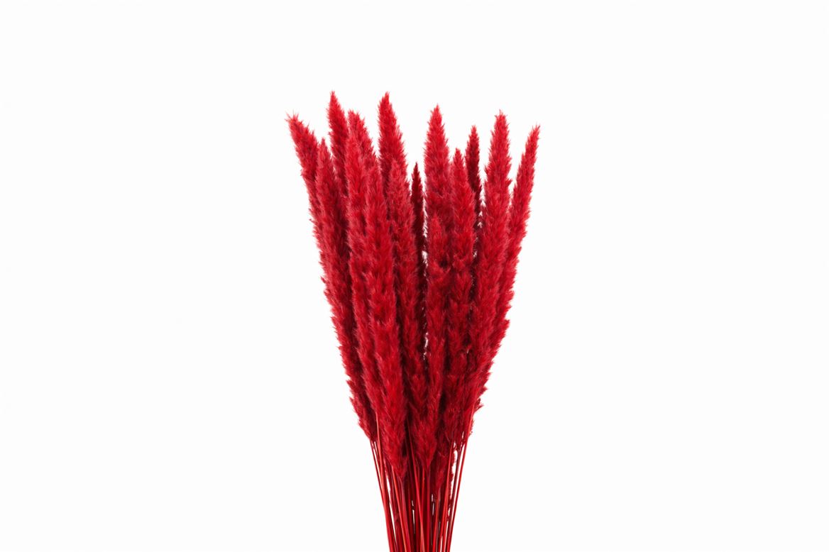 Dried Fluffy Pampas Red Bunch