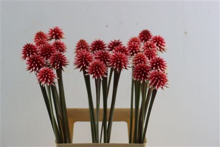 Inirida Flower Winter