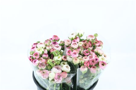 Ran Amandine Cappucino