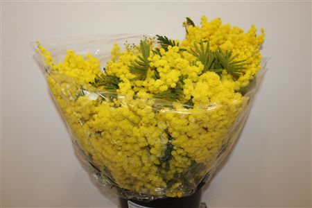 Mimosa Mirandol 500gr P Bunch