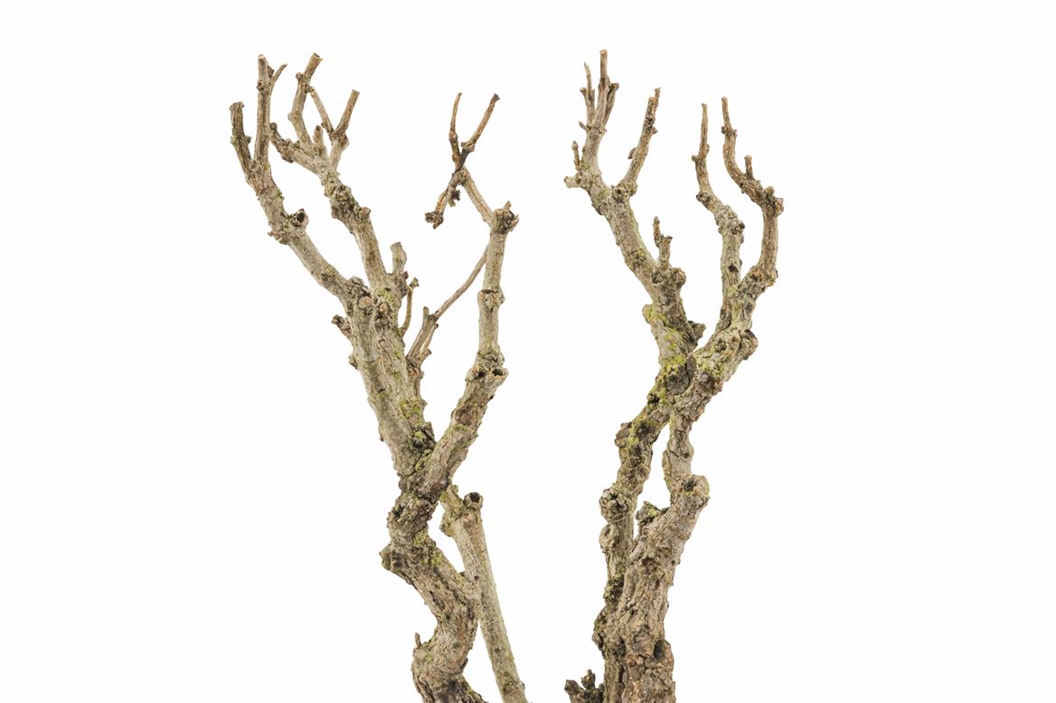 Seringenhout 90cm P/tk