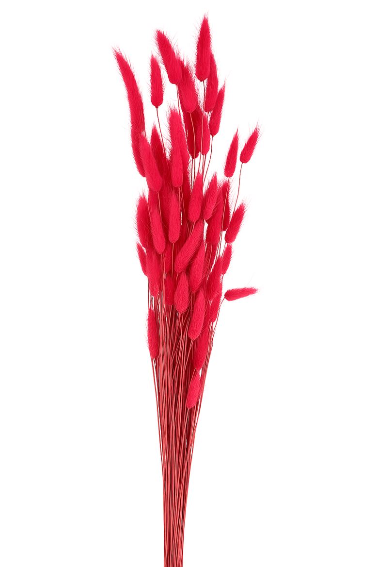 Dried Lagurus Cerise Bunch