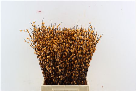 Salix Katjes L50 Salmon