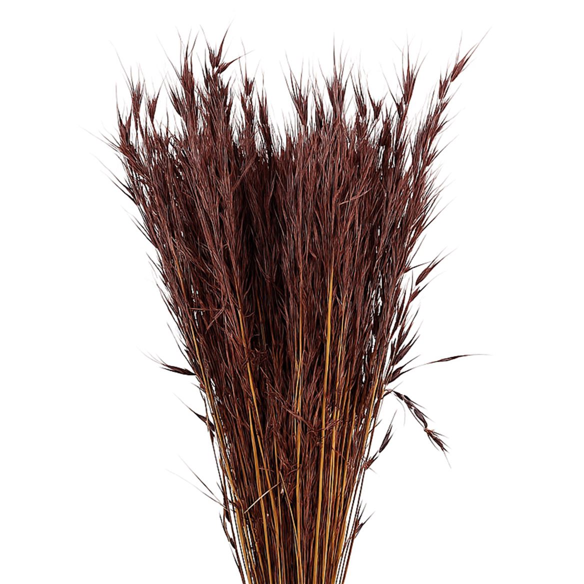 Dried Avena Wild X5 Brown Bunch