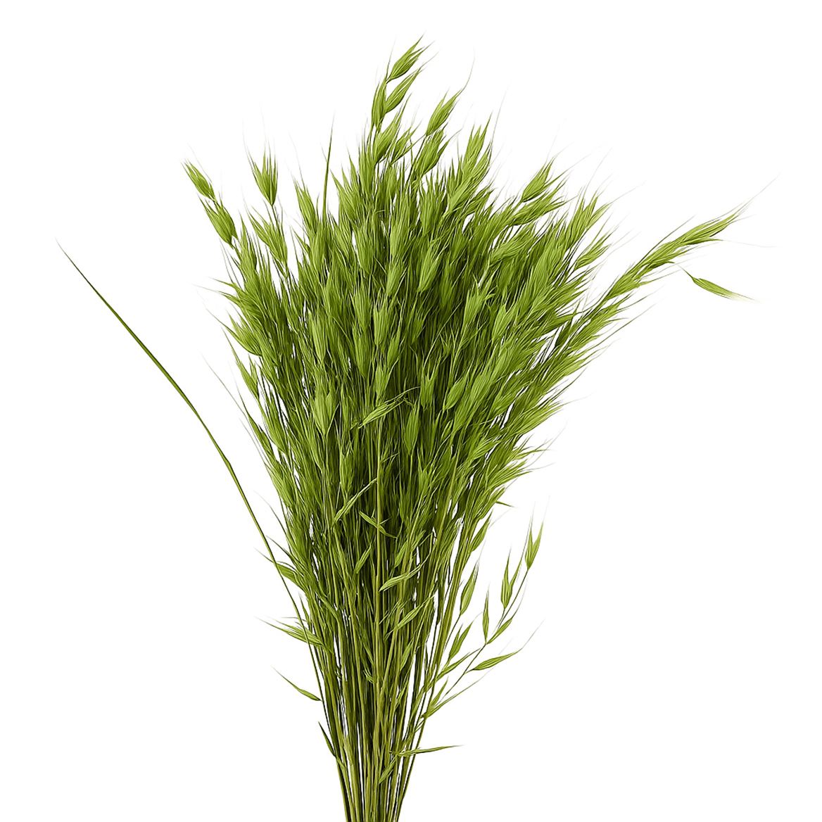 Dried Avena Wild X5 Lightgreen Bunch