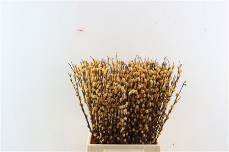 Salix Wilgenkatjes Zalm 50cm P Stem