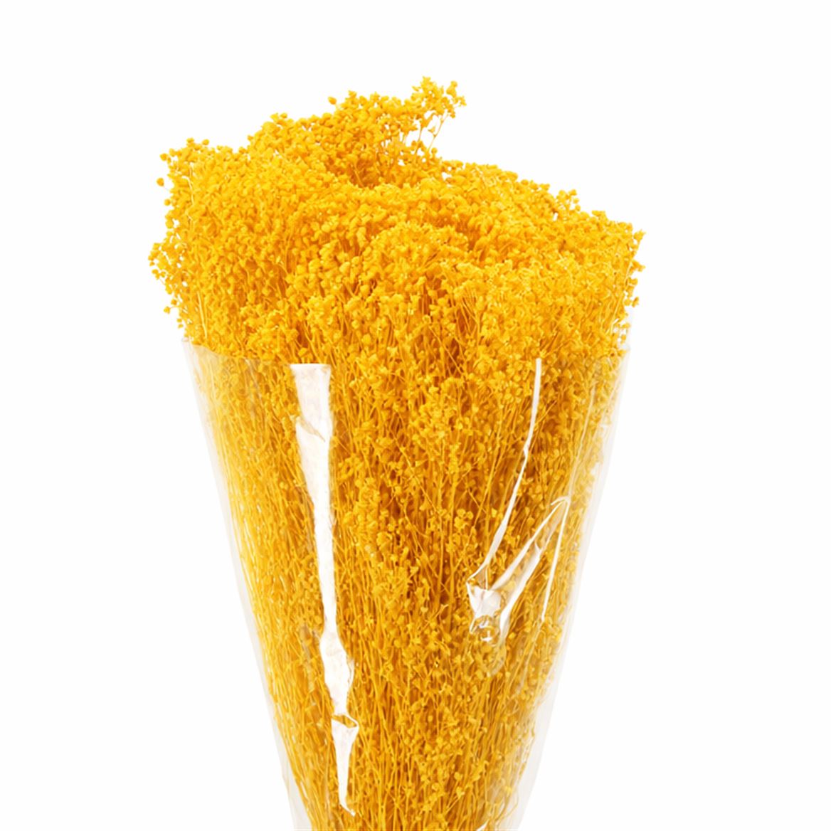 Dried Brooms Yellow Bunch