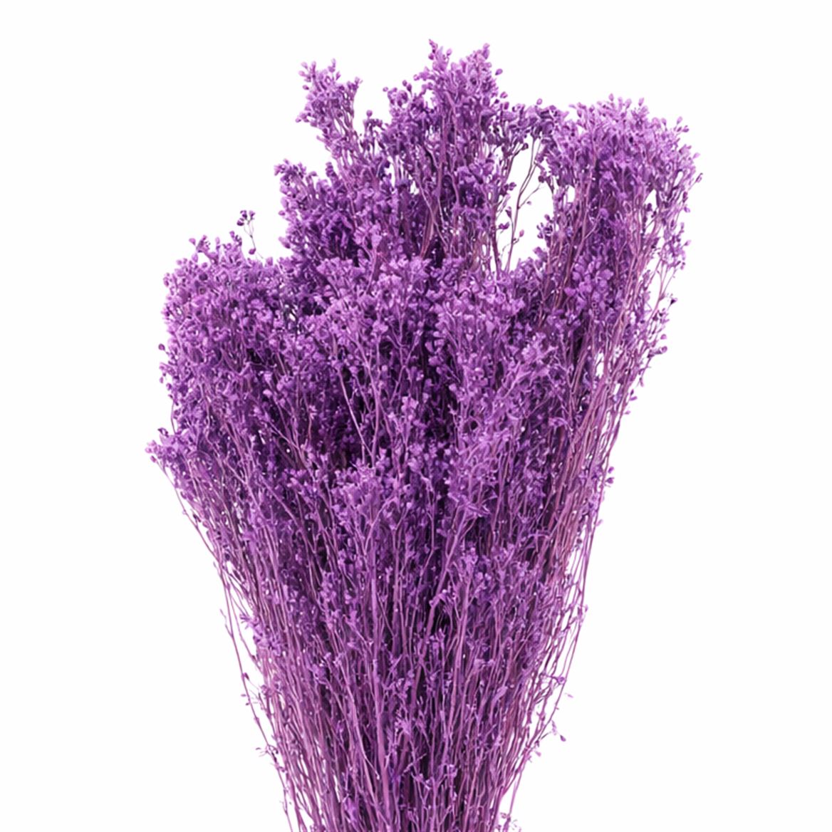 Dried Brooms Milka Bunch
