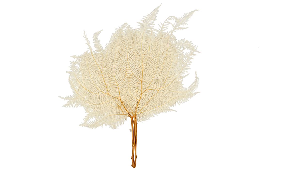 Pres Bracken Fern Bleached 10pcs Bunch