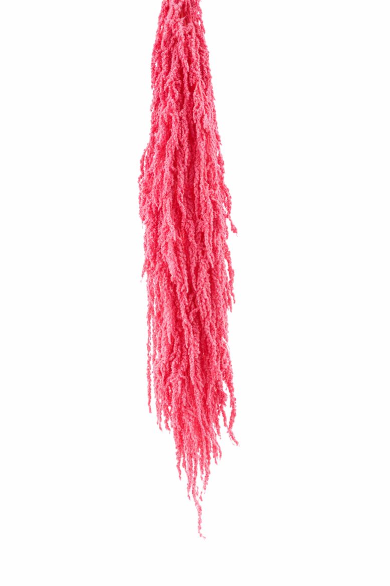 Pres Amaranthus Caud Lightpink Bunch