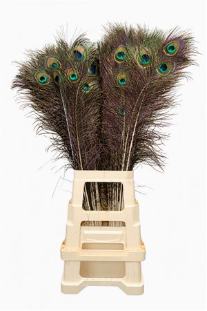 Feather Peacock L-85