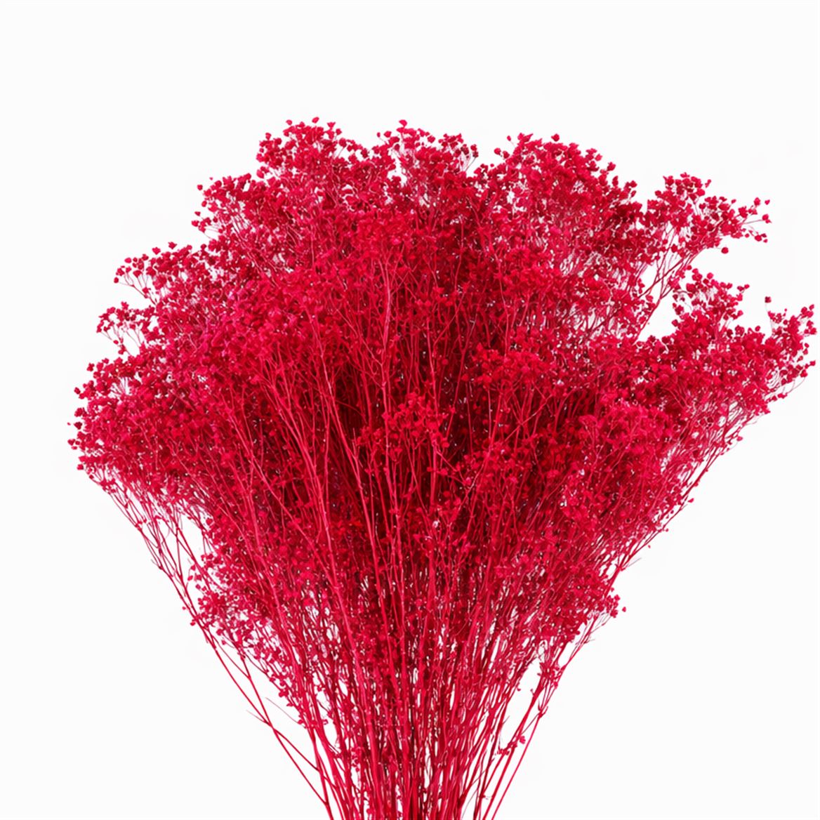 Dried Brooms Fuchsia Bunch