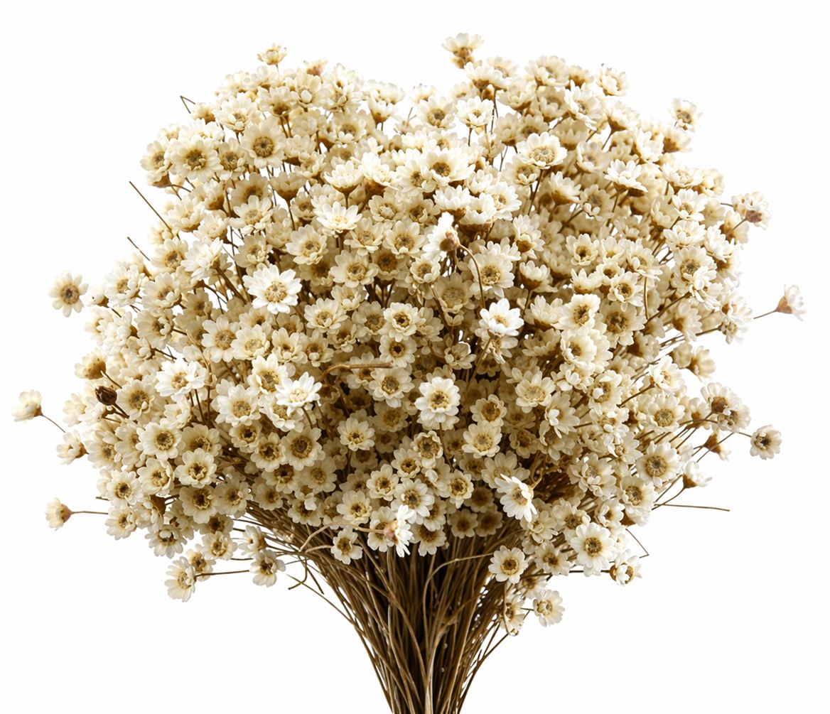 Dried Glixia Natural Bunch