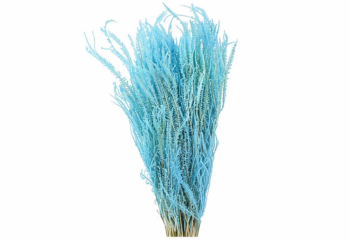 Pres Helecho Light Blue Bunch