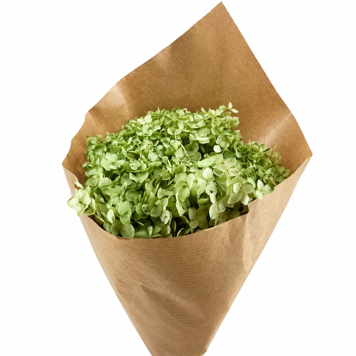 Pres Hydrangea Soft Green Bunch