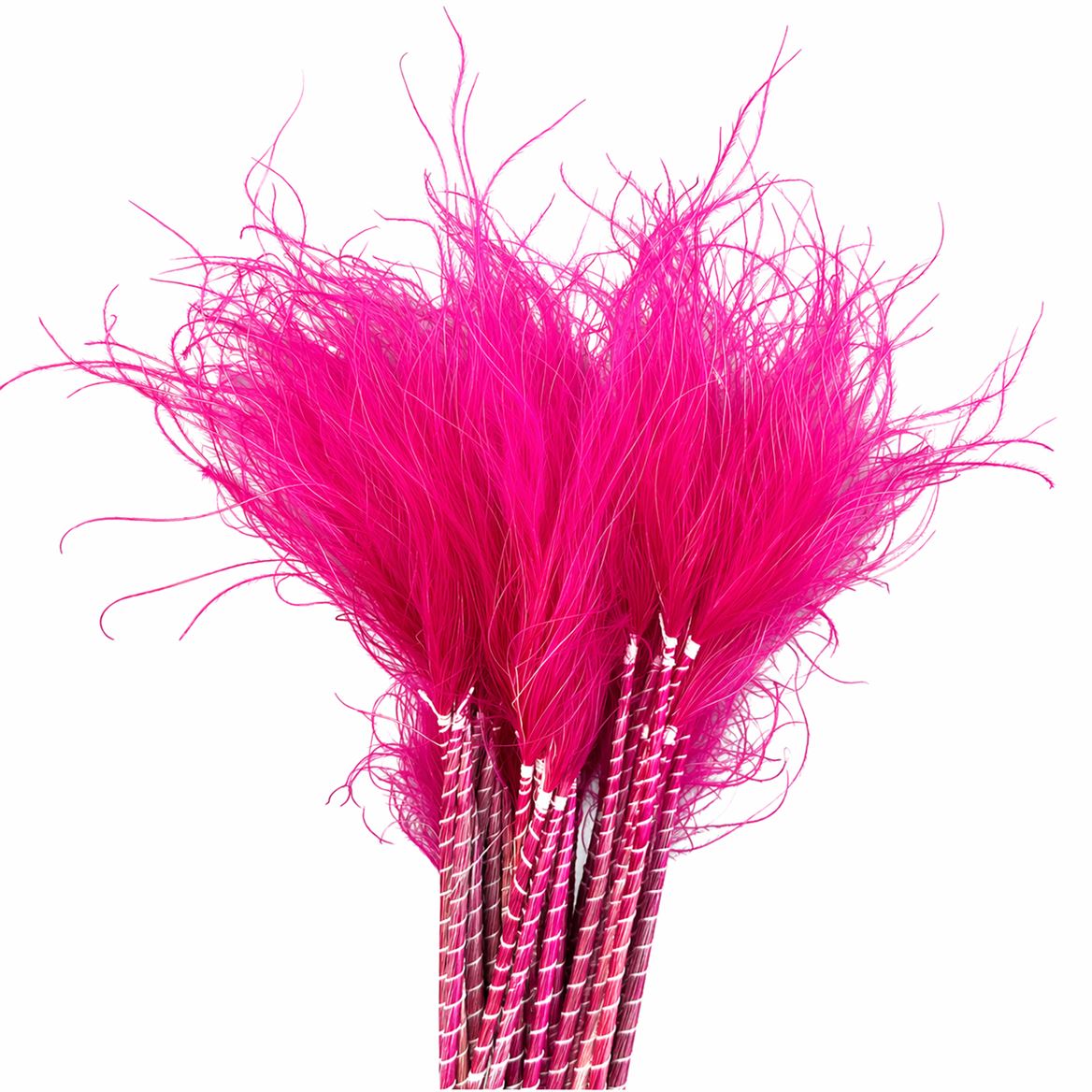 Dried Stypha Penata Cerise(10 Toef) Bunch