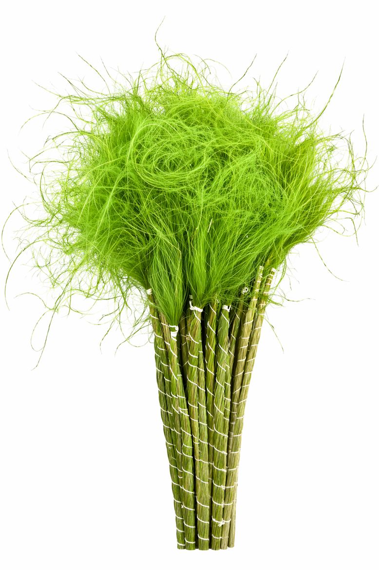 Dried Stypha Penata Applegreen(10 Toef) Bunch