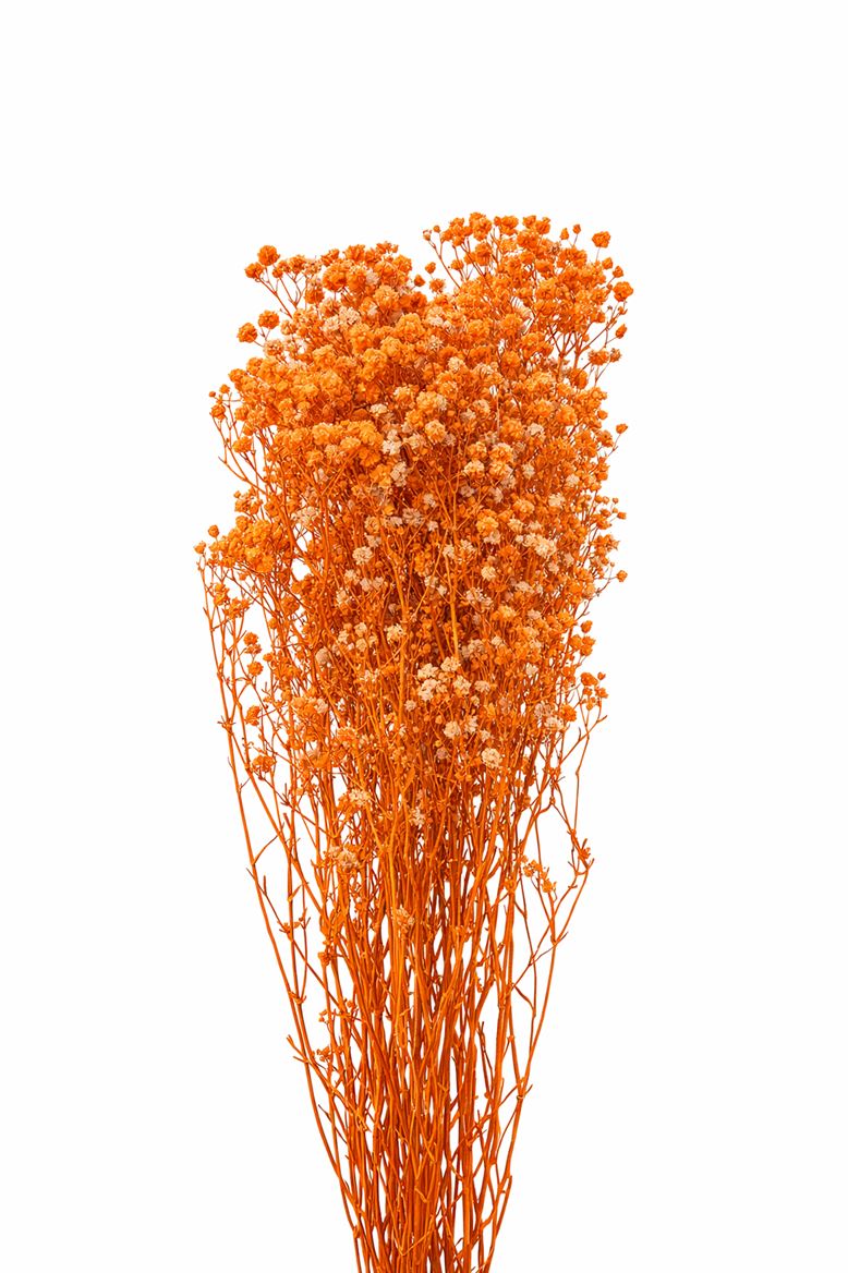 Pres Gyps Orange Bunch Slv
