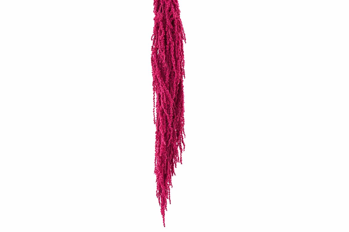 Pres Amaranthus Caud Cerise X5 Bunch