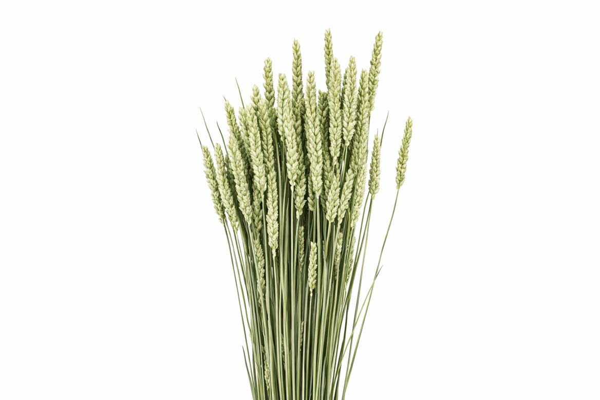 Dried Triticum (tarwe) Natural X5 Bunch