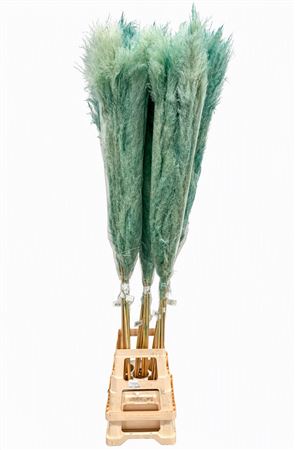 Dried Cortaderia Dadang Light Blue 170cm P Stem