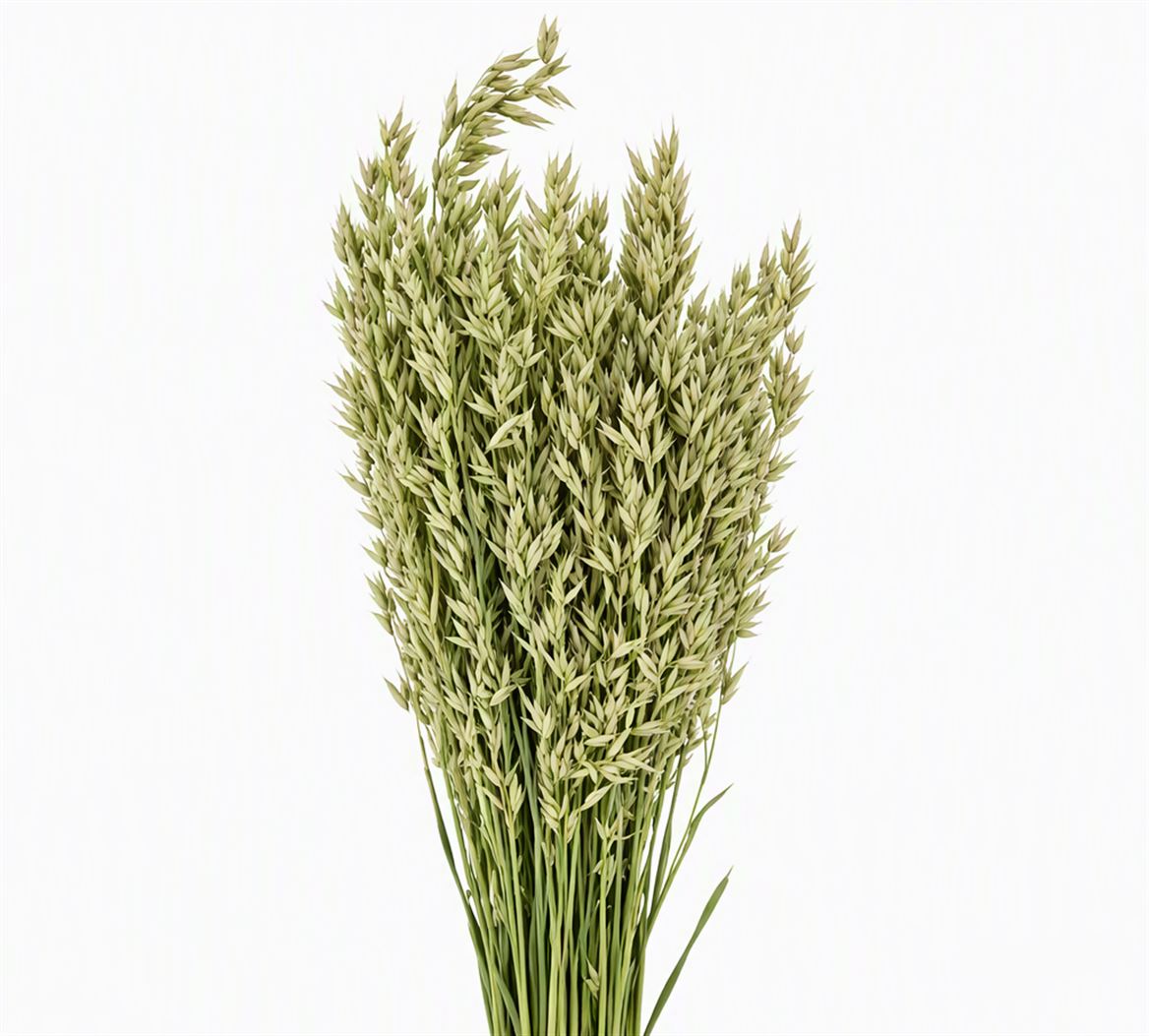 Dried Avena (haver) Natural Bunch