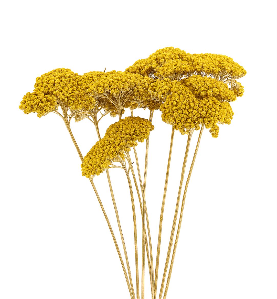 Dried Achillea Parker 10pcs Natural Bunch