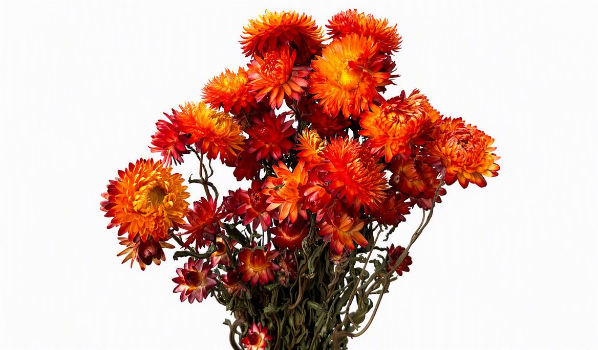 Dried Helichrysum Orange Bunch