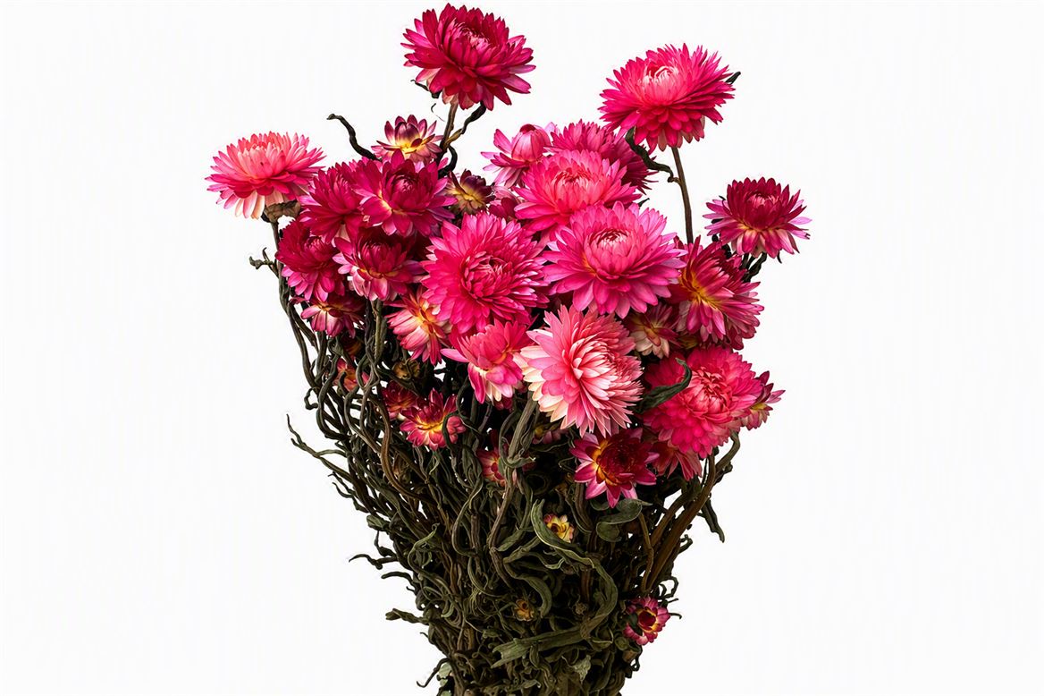 Dried Helichrysum Pink Bunch