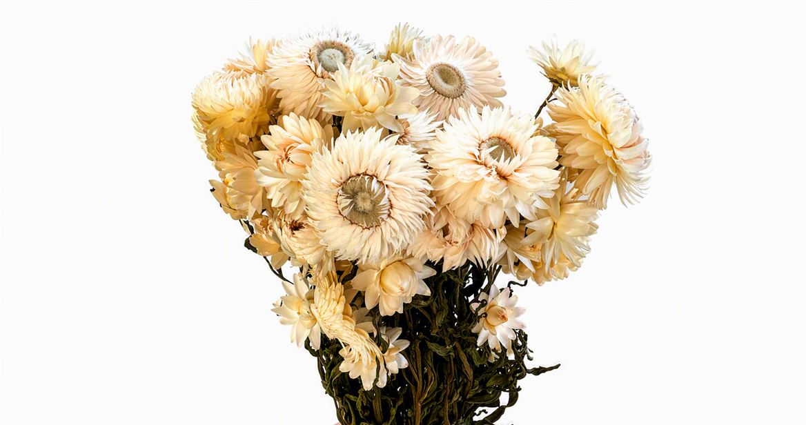 Dried Helichrysum White P Bunch