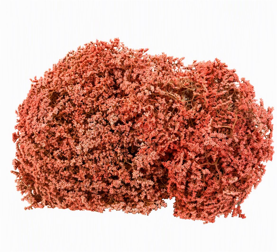Dried Statice Tatarica Peach 600gr Bunch