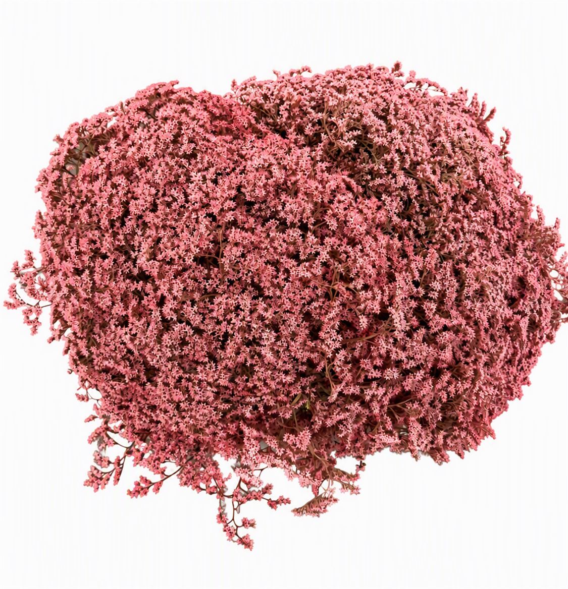 Dried Statice Tatarica Pink 600gr Bunch