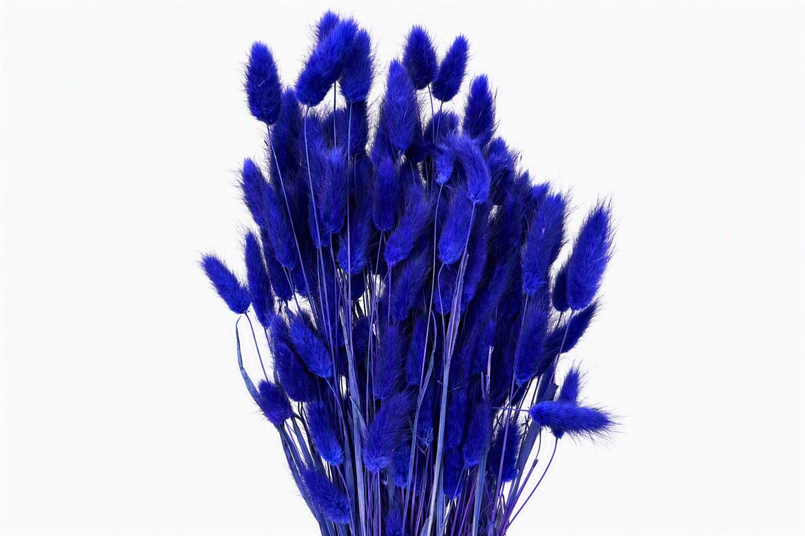 Dried Lagurus Dark Lavender Bunch